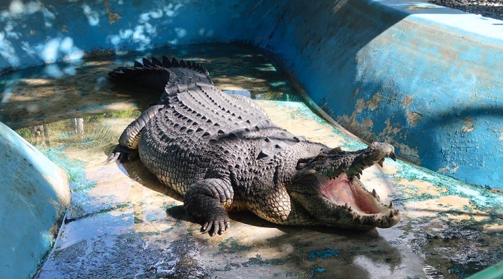 Crocodile Park