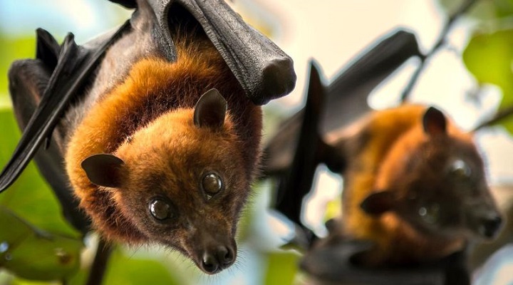 Monfort Bat Sanctuary