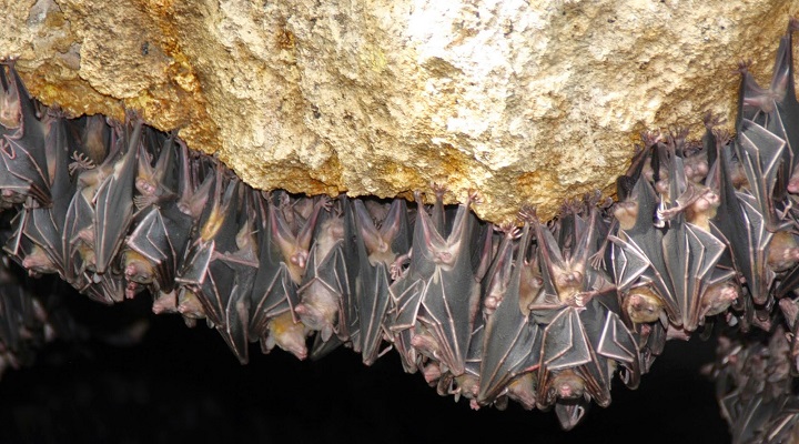 Monfort Bat Sanctuary