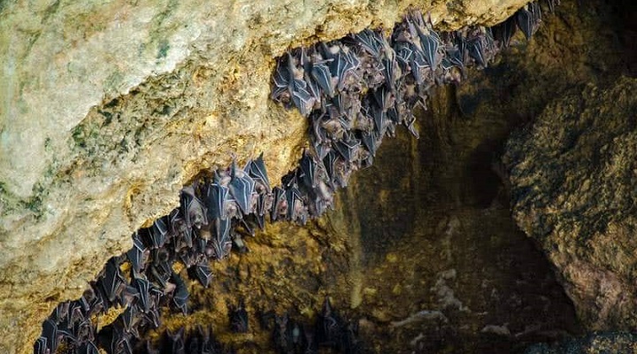 Monfort Bat Sanctuary