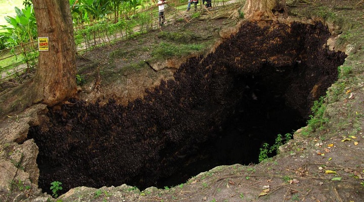 Monfort Bat Sanctuary