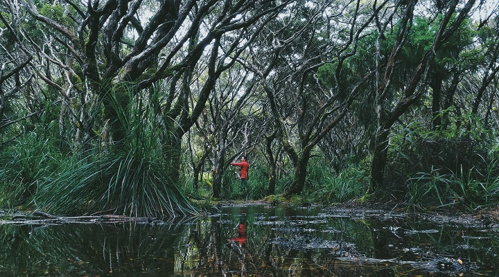 Mount Hamiguitan Range Wildlife Sanctuary