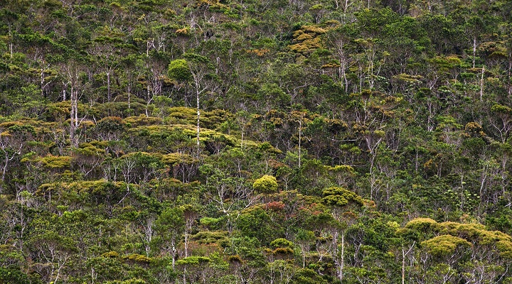 Mount Hamiguitan Range Wildlife Sanctuary